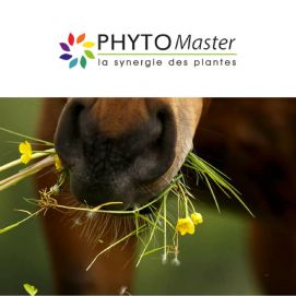 PHYTO MASTER, la synergie des plantes